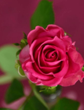 Mary C. Johnson Obituary
