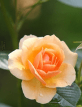 Elizabeth M. Beck Obituary